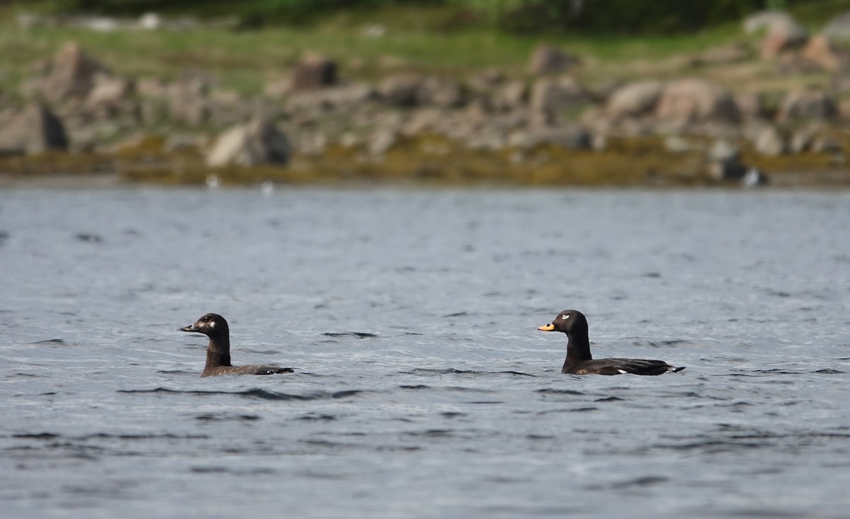 Velvet Scoter - ML638069322