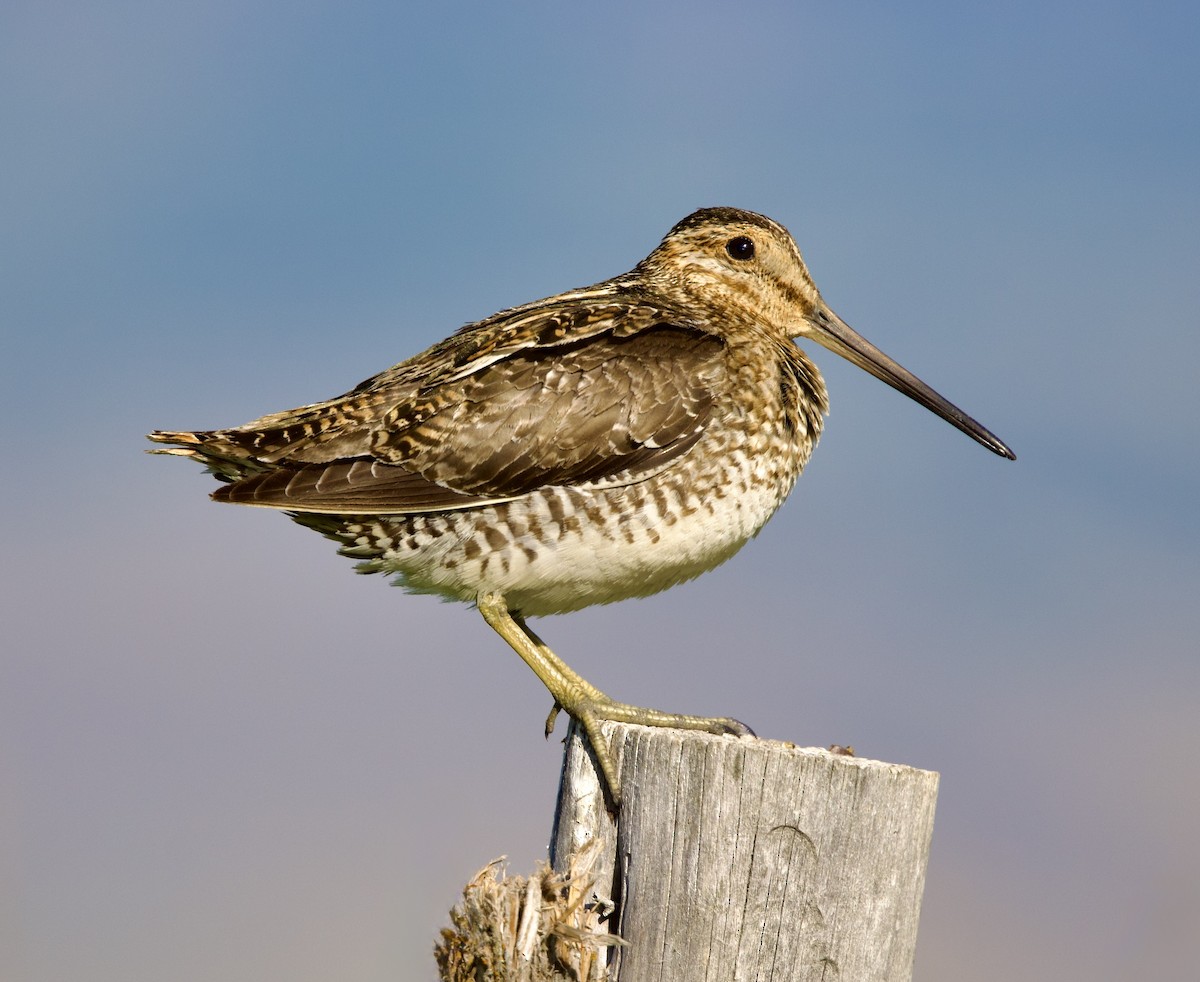 Wilson's Snipe - ML638069334