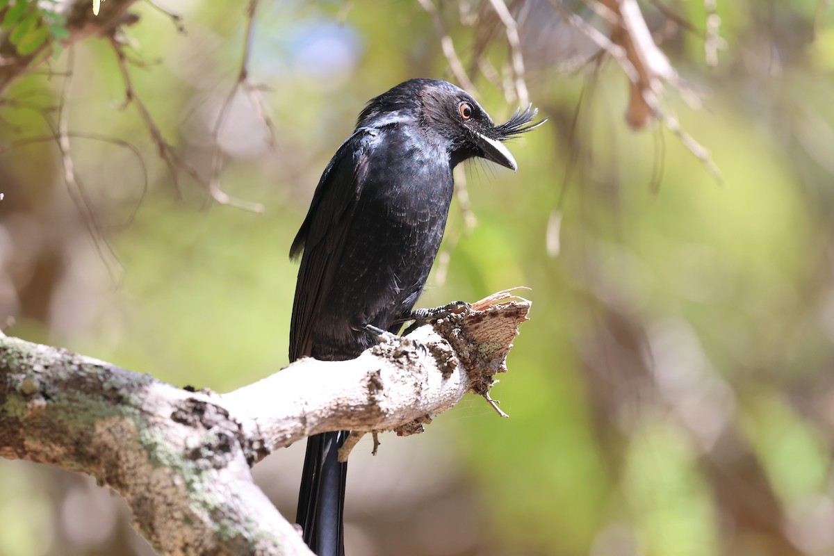Crested Drongo - ML638069354