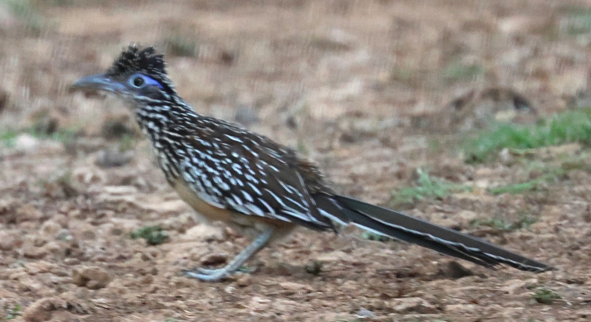 Lesser Roadrunner - ML638069368