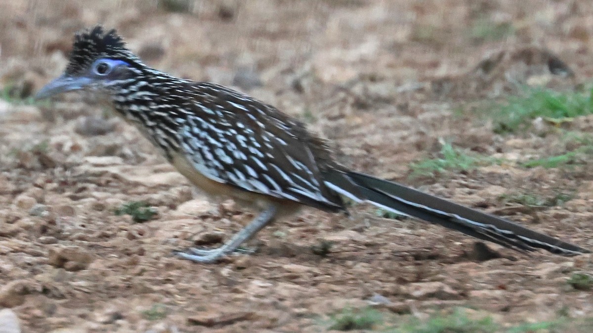 Lesser Roadrunner - ML638069369