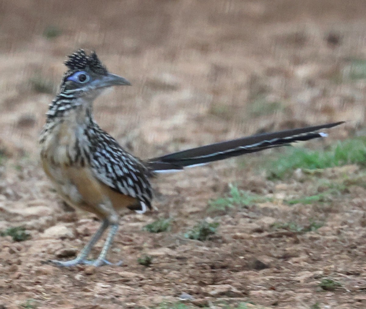 Lesser Roadrunner - ML638069370