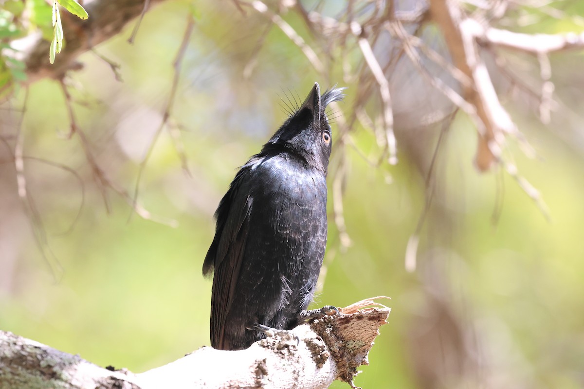 Crested Drongo - ML638069373