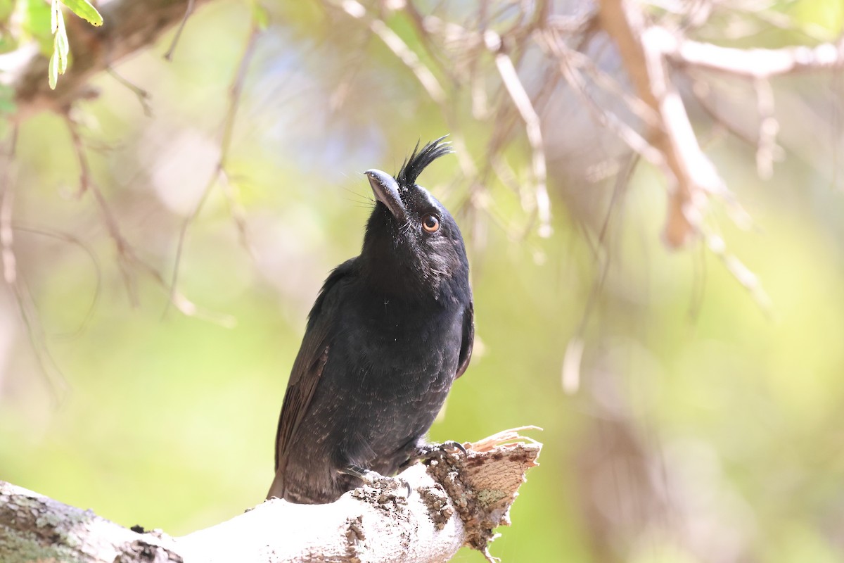 Crested Drongo - ML638069378