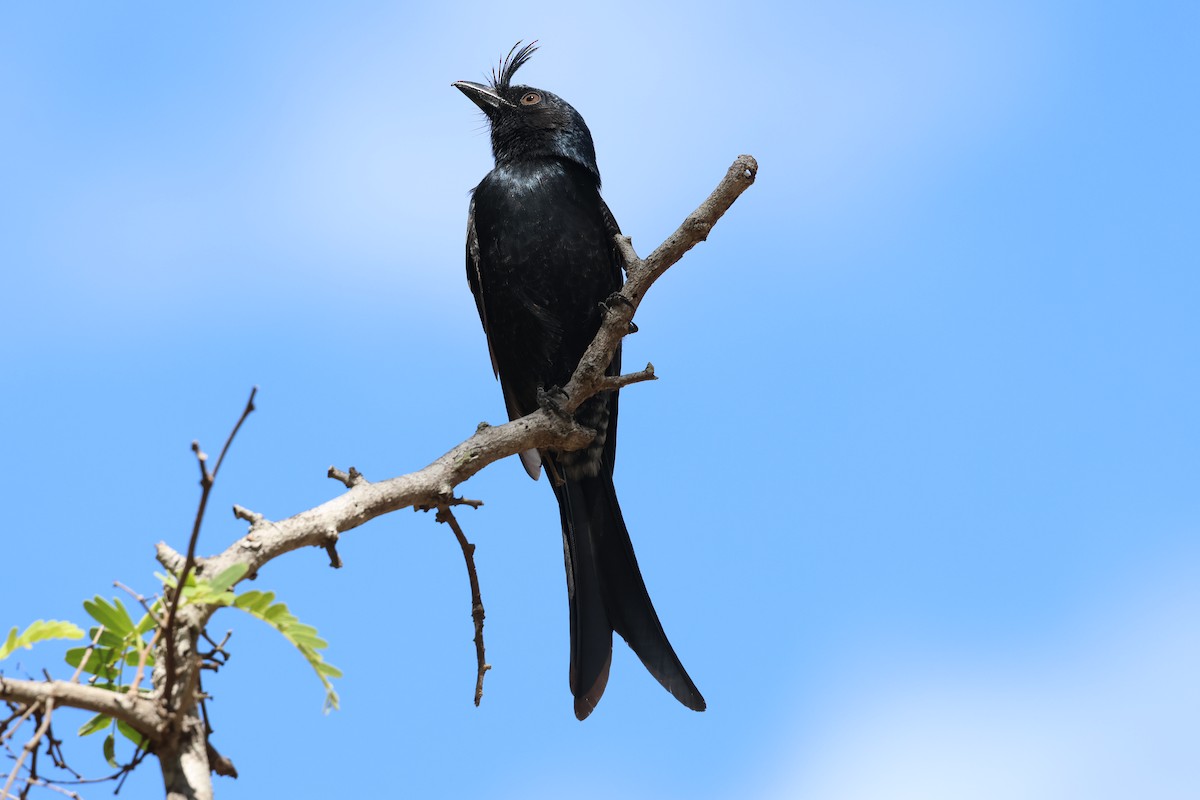 Crested Drongo - ML638069388