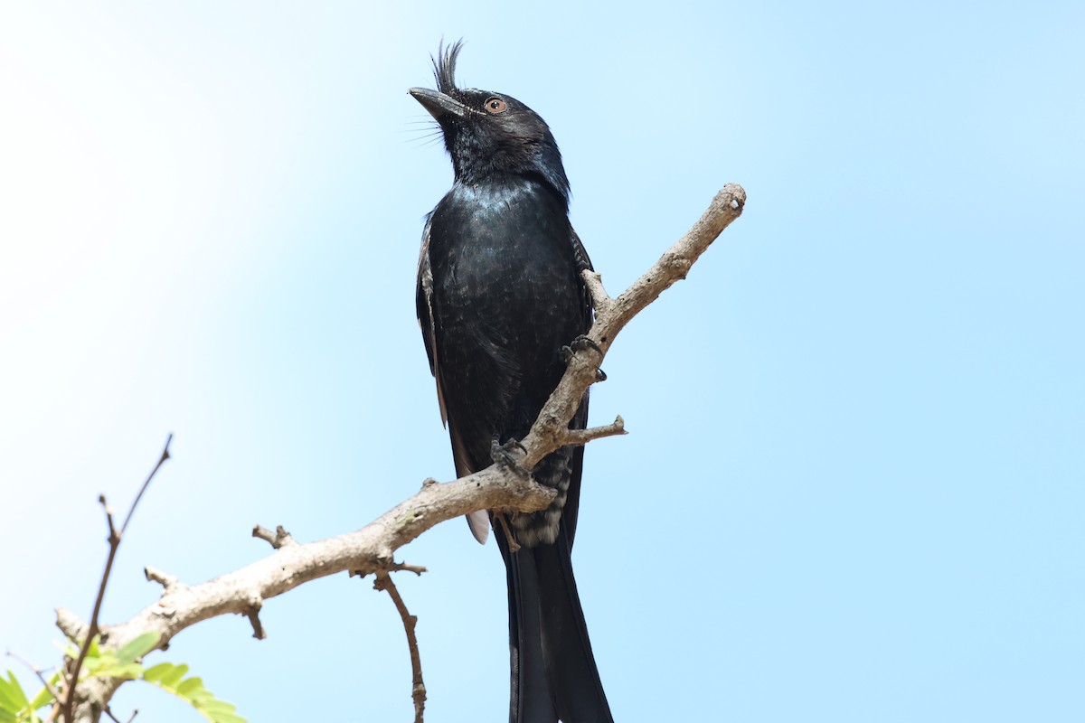Crested Drongo - ML638069403
