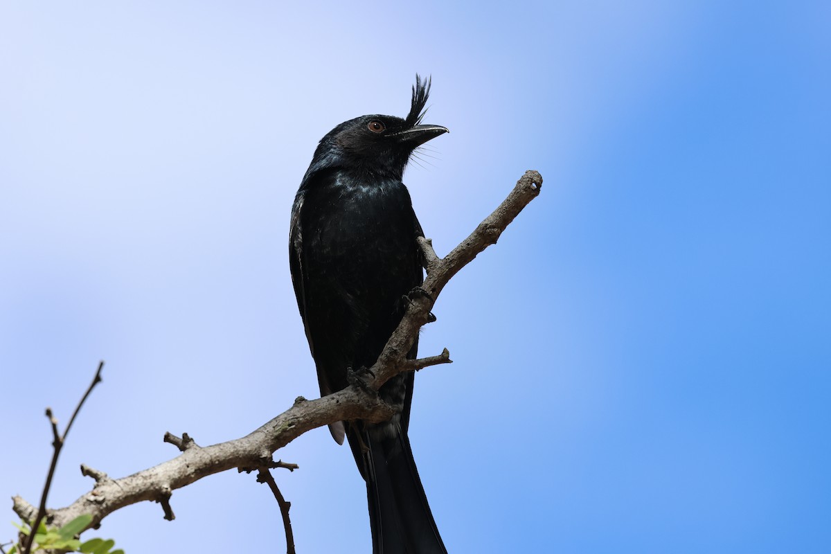 Crested Drongo - ML638069410