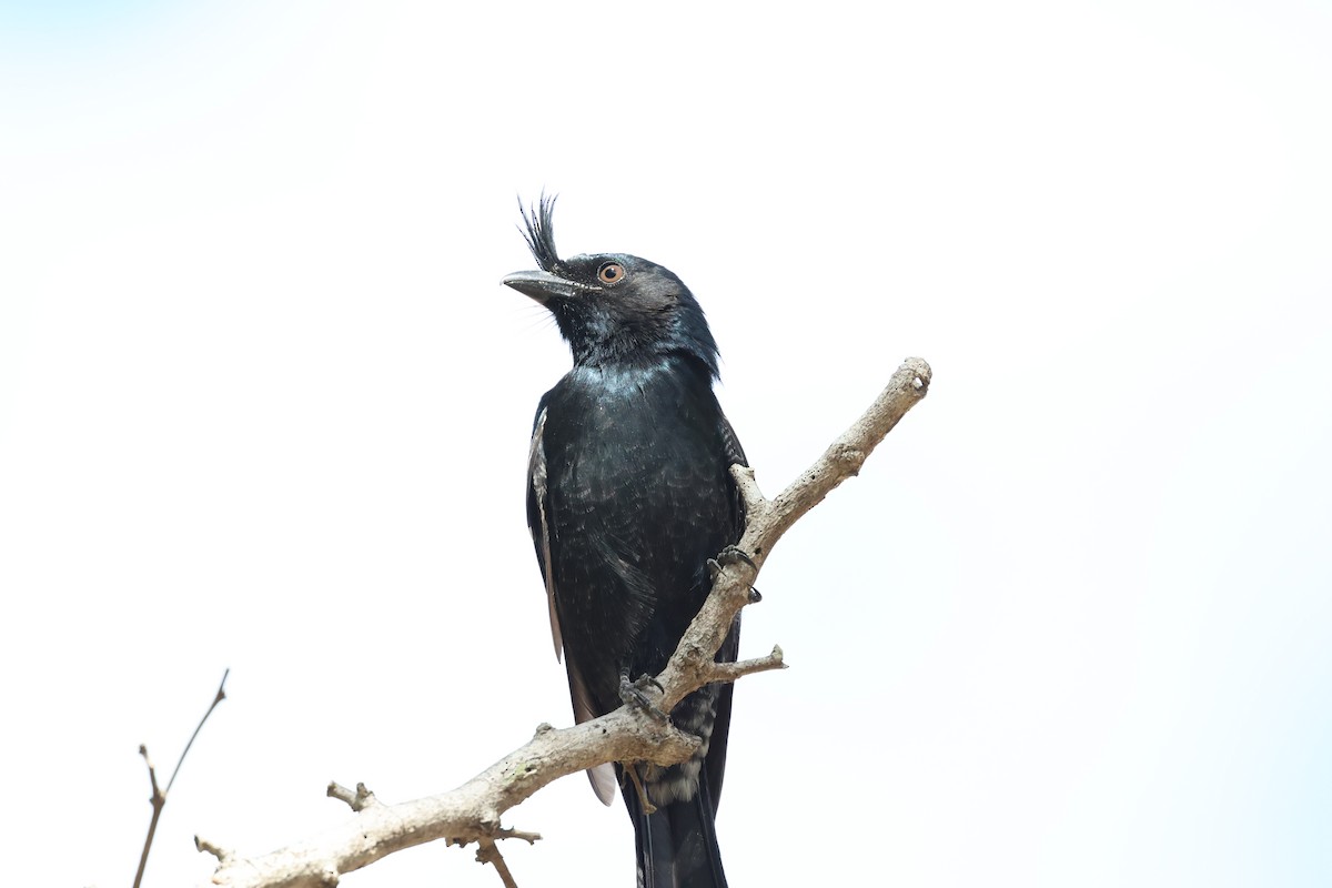 Crested Drongo - ML638069420