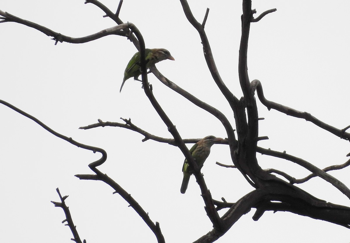 White-cheeked Barbet - ML638069423