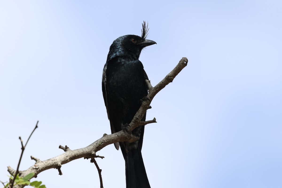Crested Drongo - ML638069424