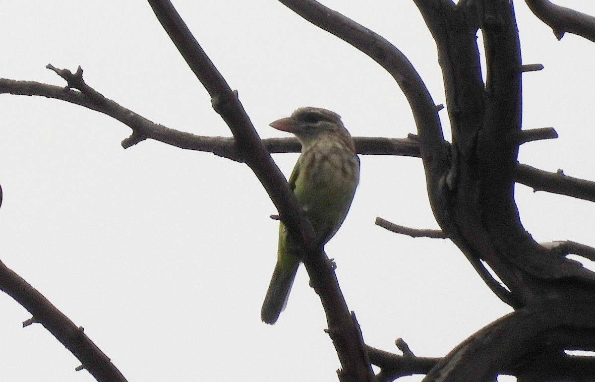 White-cheeked Barbet - ML638069430