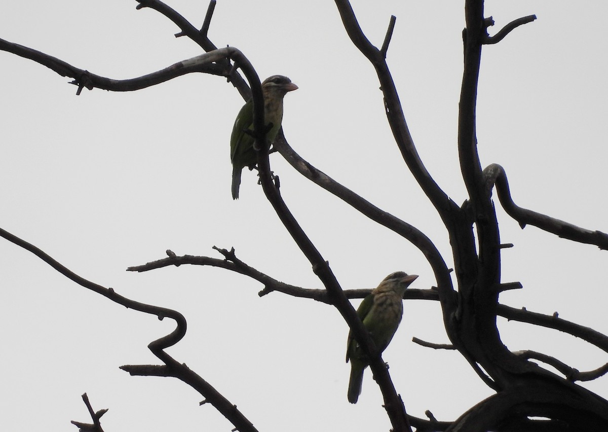 White-cheeked Barbet - ML638069439