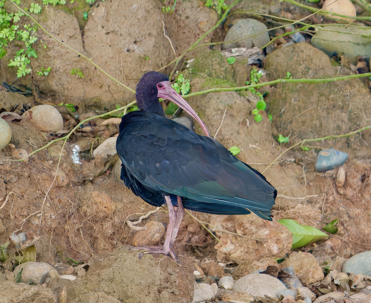 ibis tmavý - ML638069440