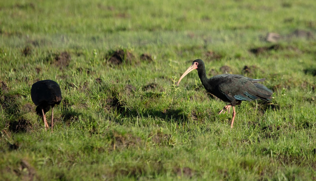 ibis tmavý - ML638069442