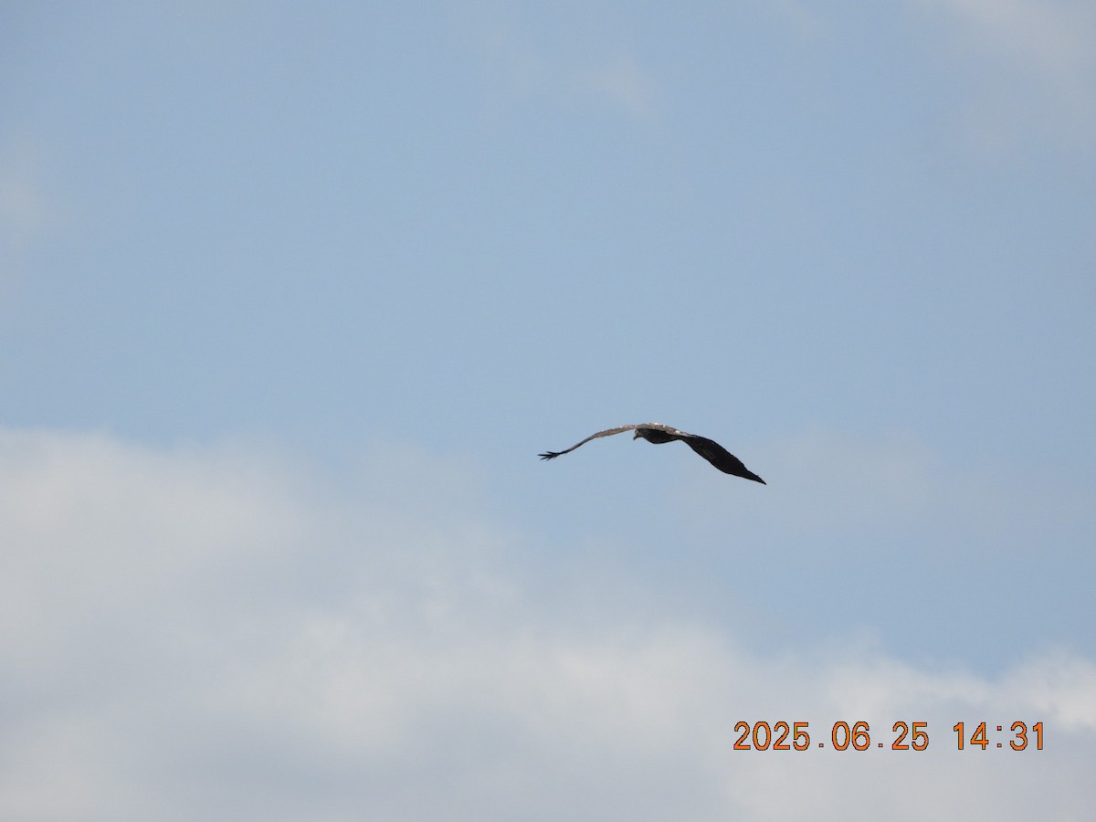 Bald Eagle - ML638069457