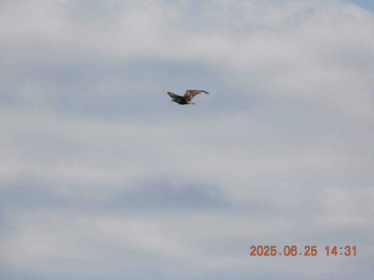 Bald Eagle - ML638069462