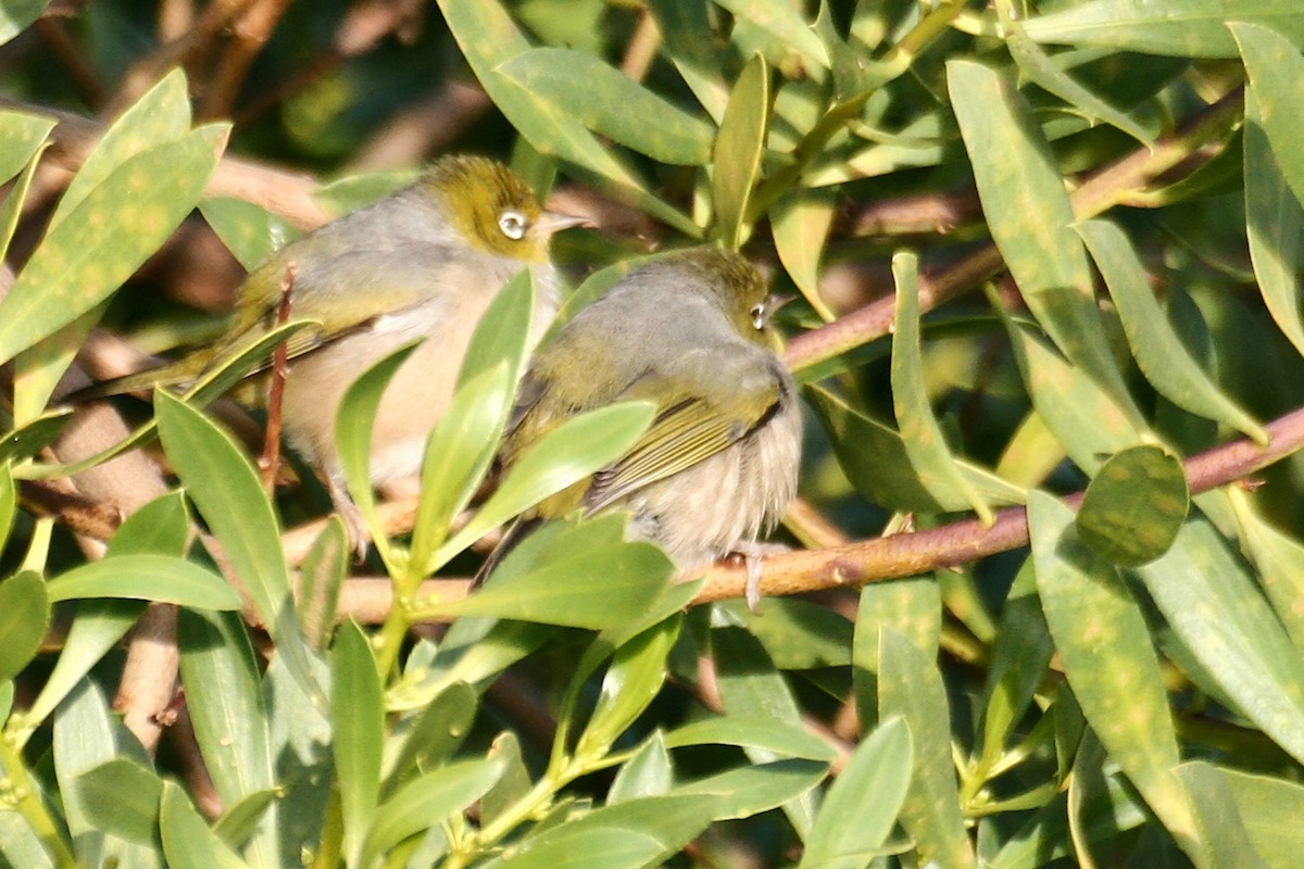 Silvereye - ML638069466