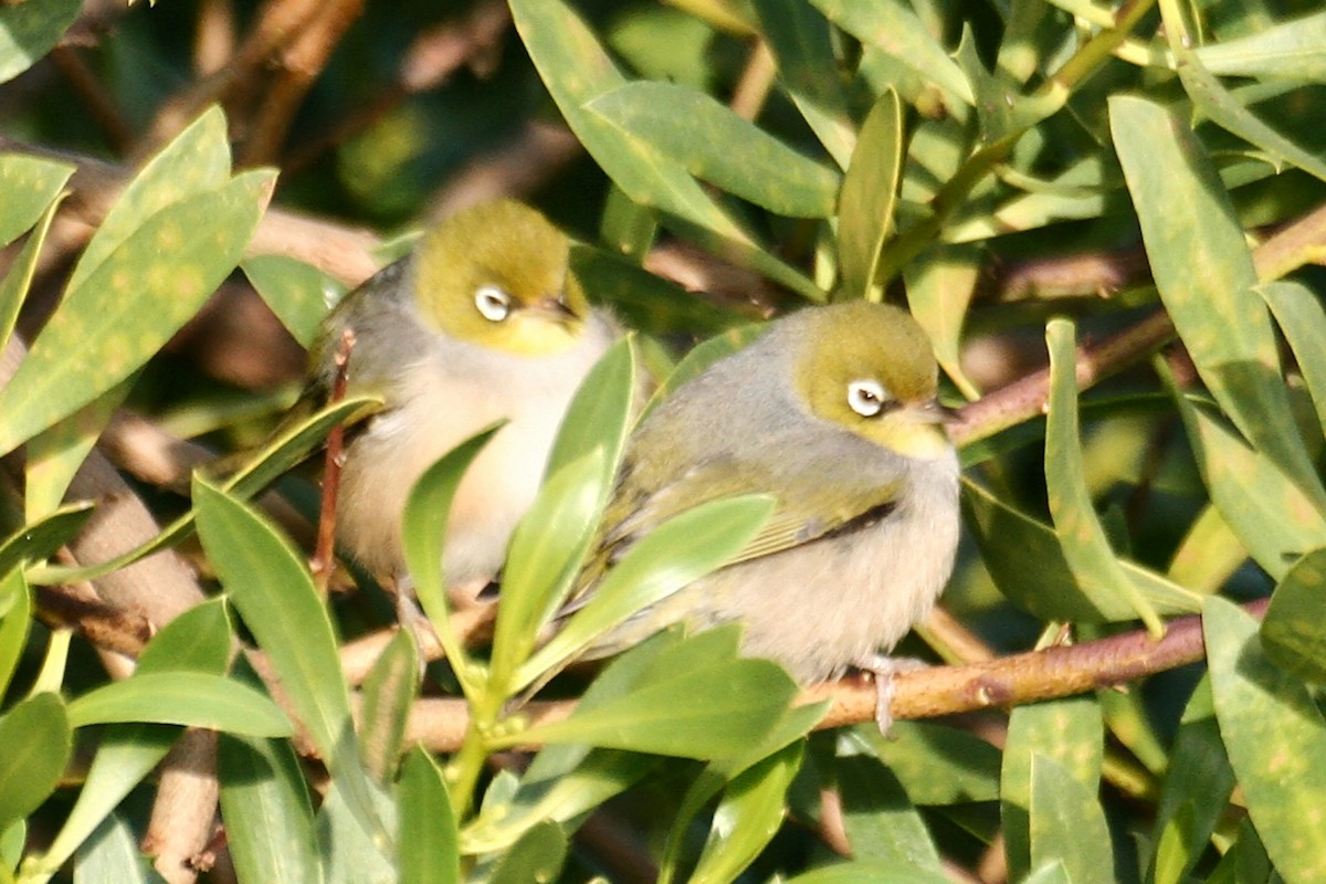 Silvereye - ML638069469