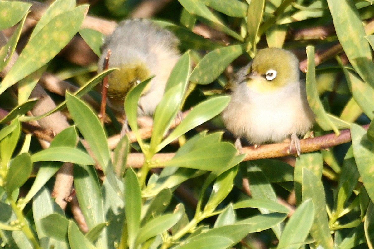 Silvereye - ML638069478