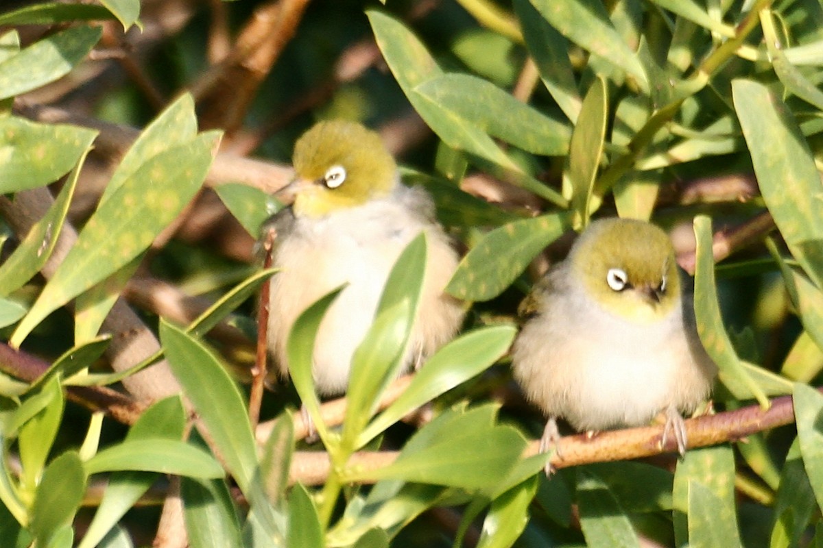 Silvereye - ML638069482