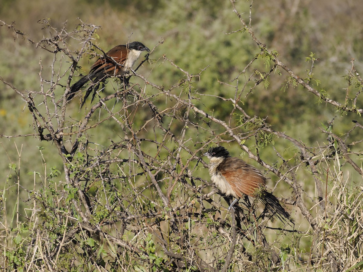 Burchell's Coucal - ML638069487