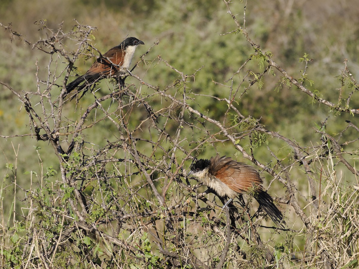 Burchell's Coucal - ML638069488