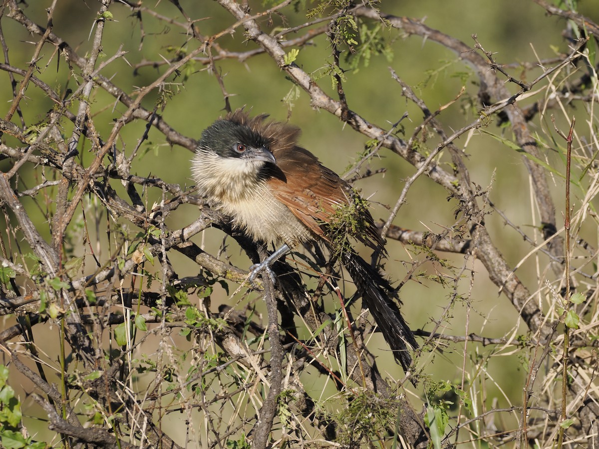 Burchell's Coucal - ML638069489