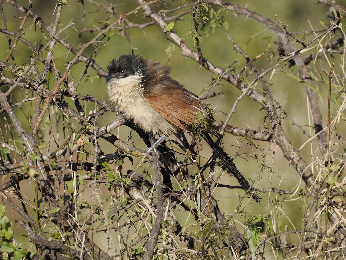 Burchell's Coucal - ML638069490