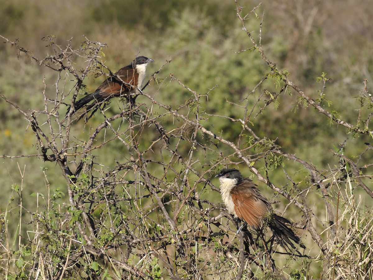 Burchell's Coucal - ML638069491