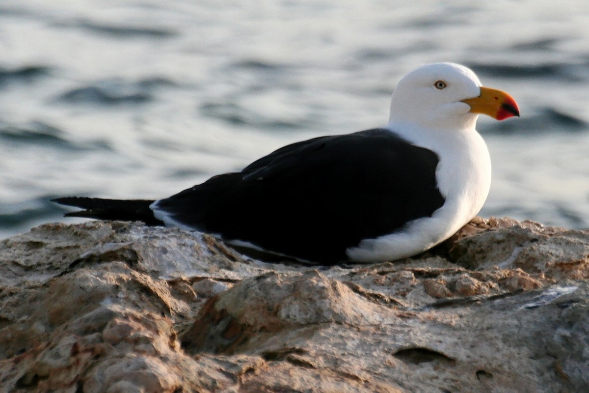 Pacific Gull - ML638069497