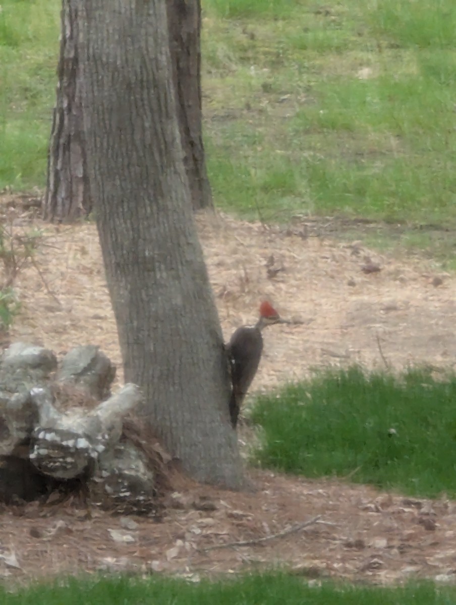 Pileated Woodpecker - ML638069499