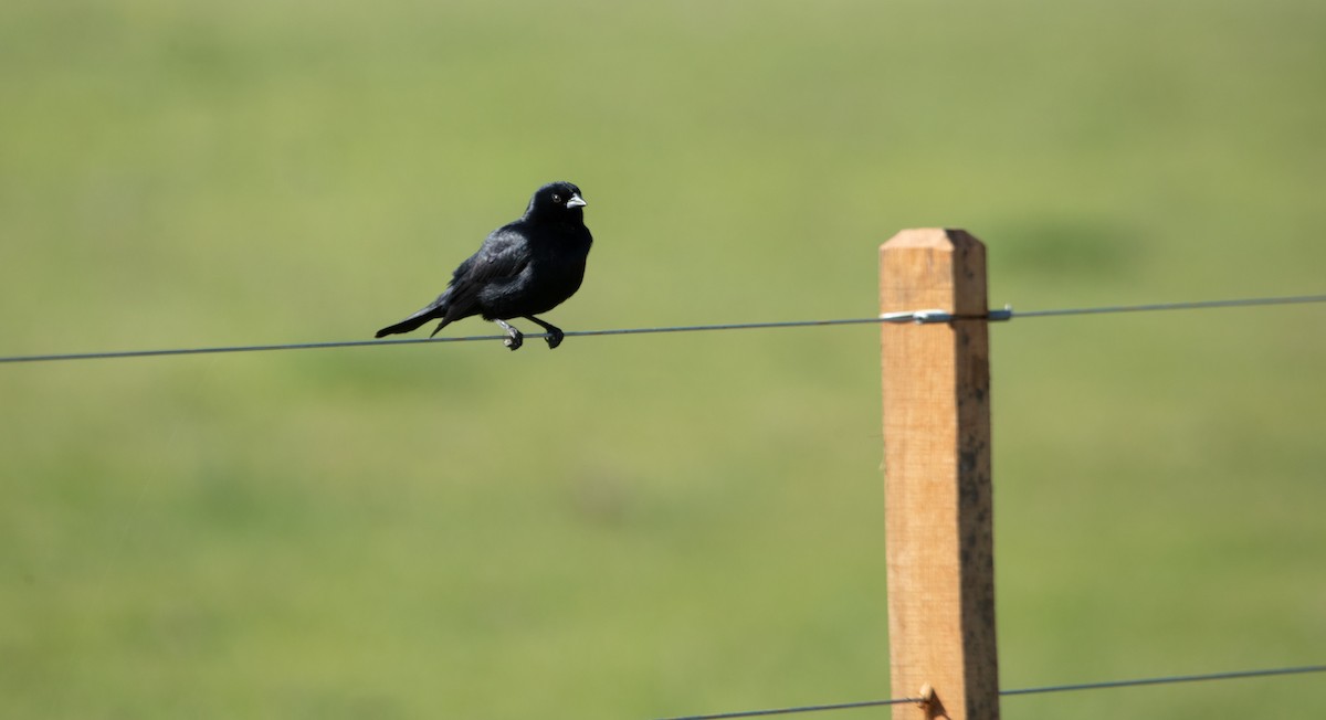 Screaming Cowbird - ML638069523