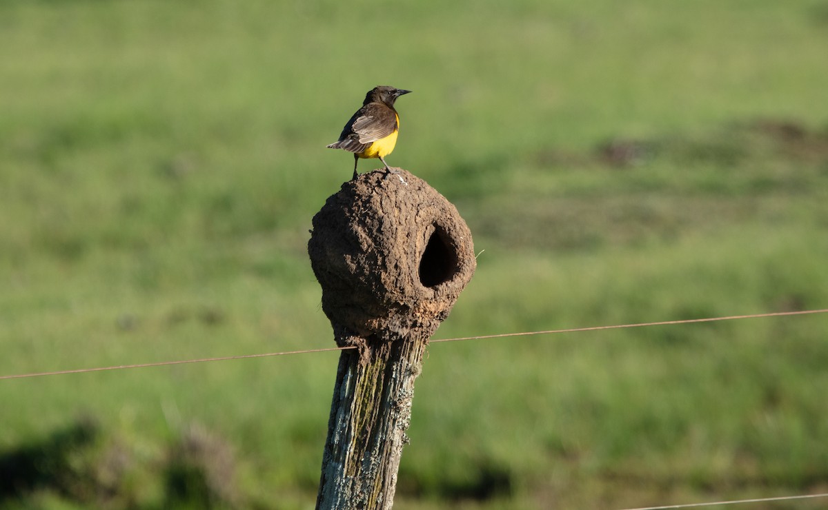 Yellow-rumped Marshbird - ML638069529