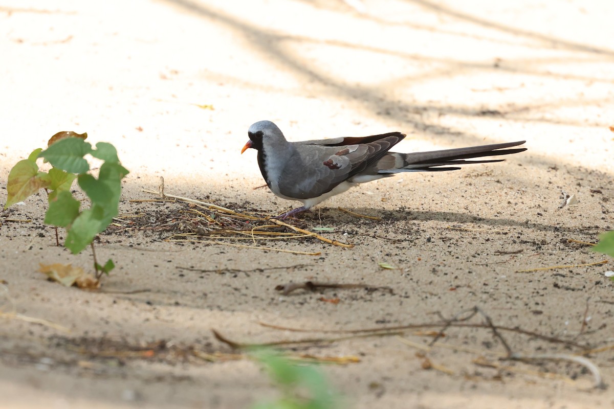 Namaqua Dove - ML638069545