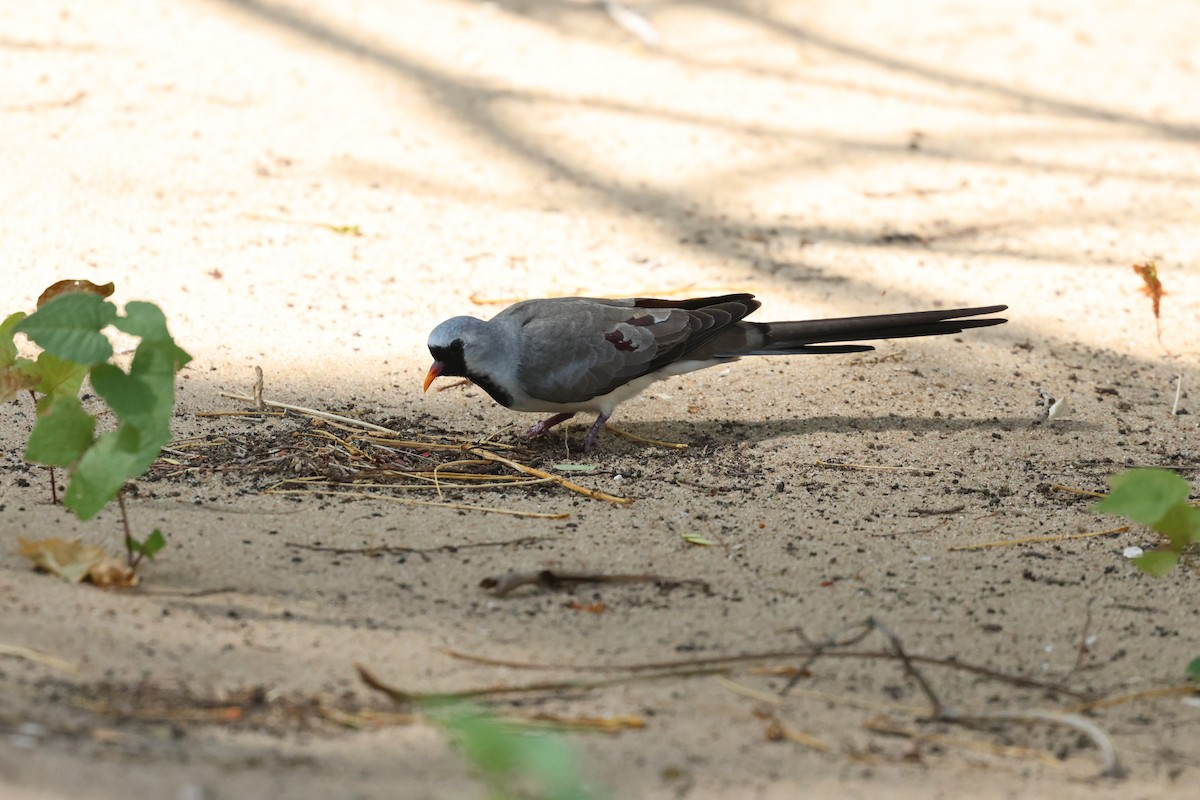 Namaqua Dove - ML638069550
