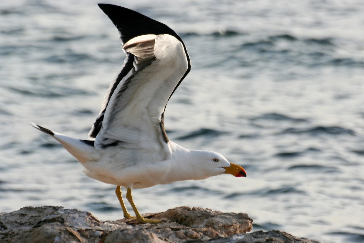 Pacific Gull - ML638069603