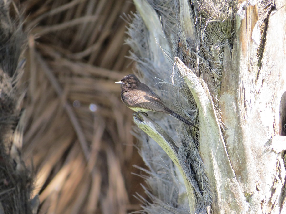 Black Phoebe - ML638069624