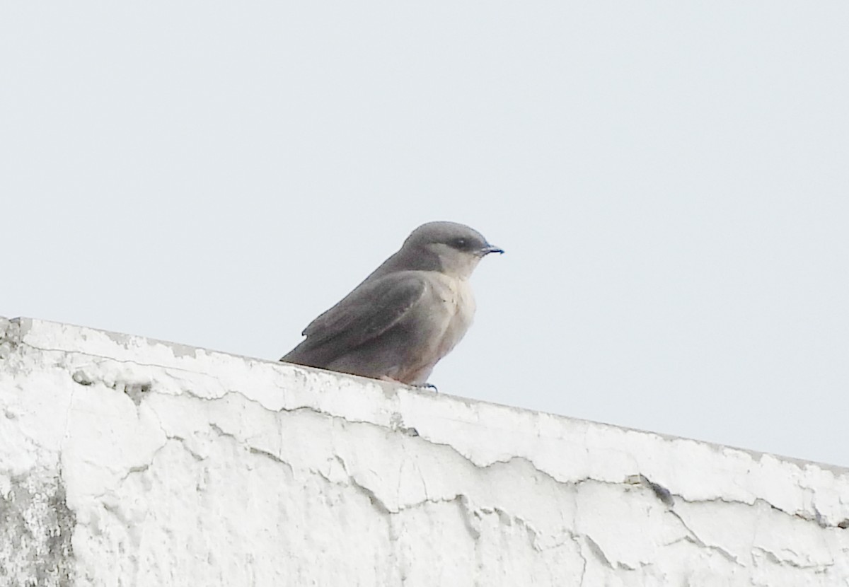 Dusky Crag-Martin - ML638069634