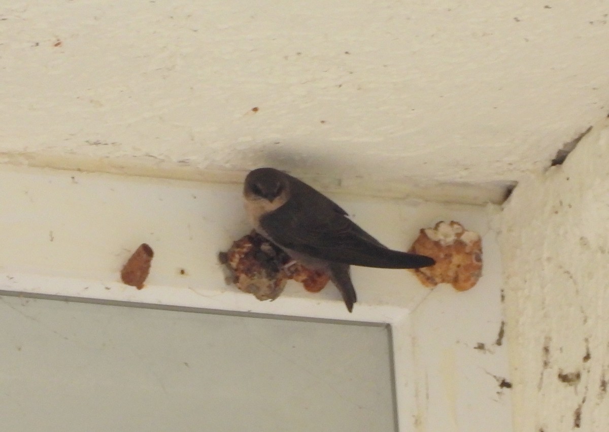 Dusky Crag-Martin - ML638069635