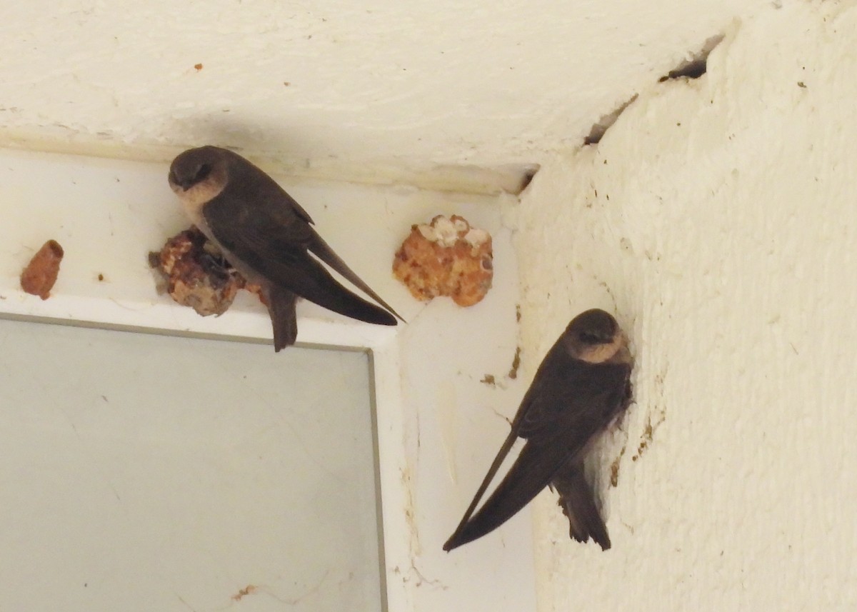 Dusky Crag-Martin - ML638069637