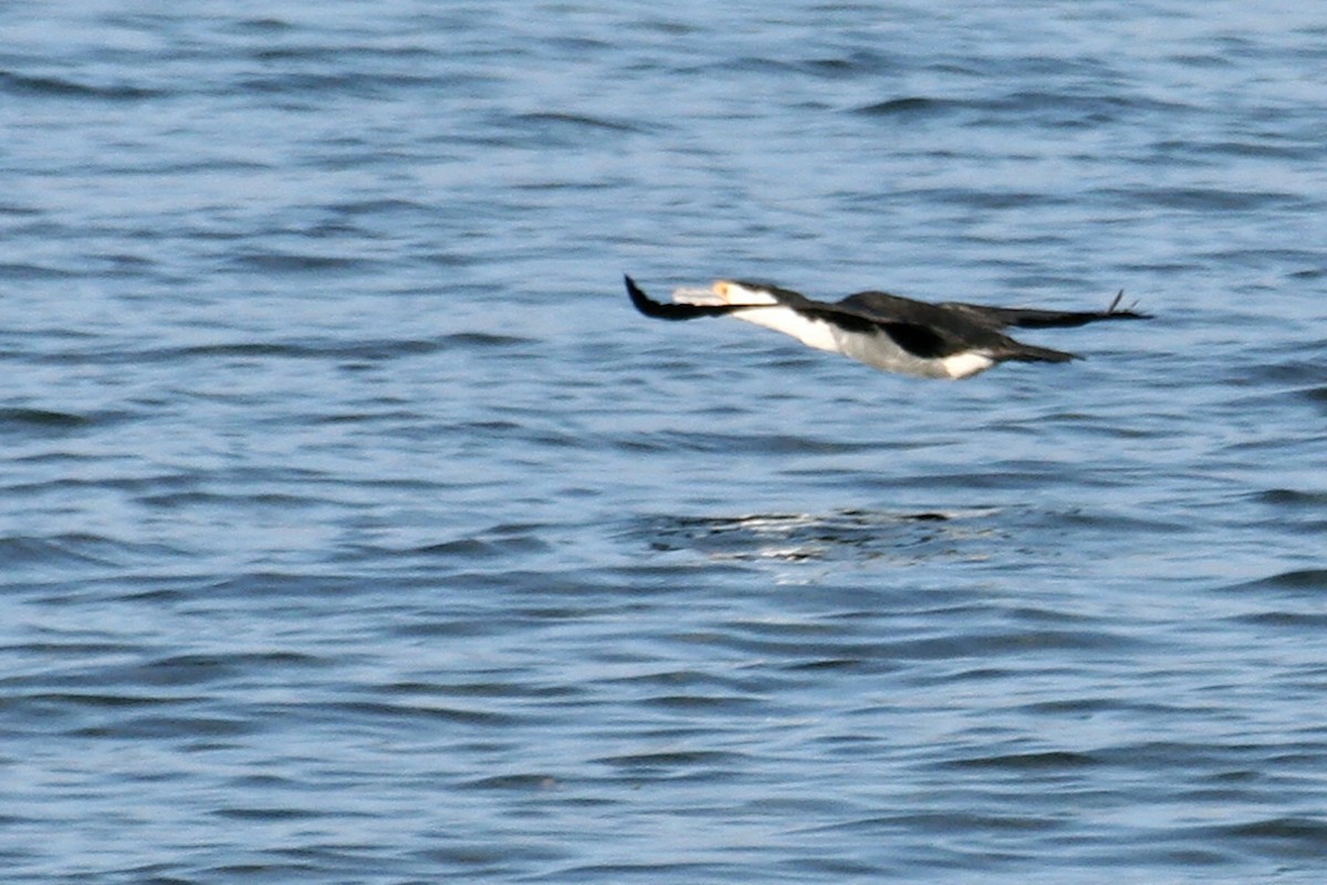 Little Pied Cormorant - ML638069657