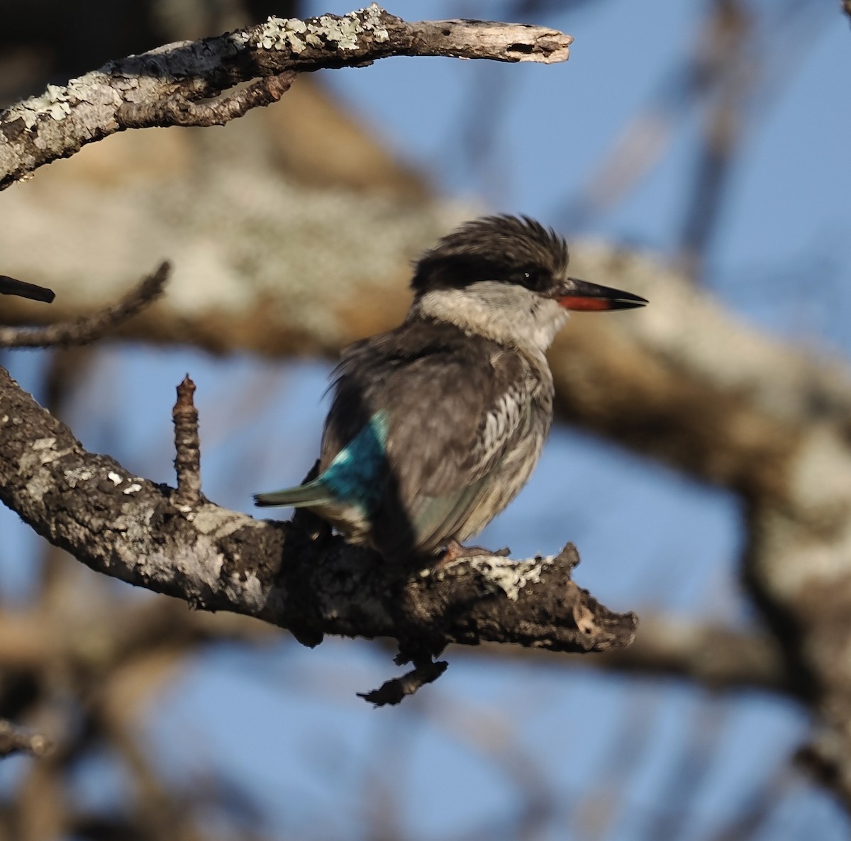 Striped Kingfisher - ML638069685