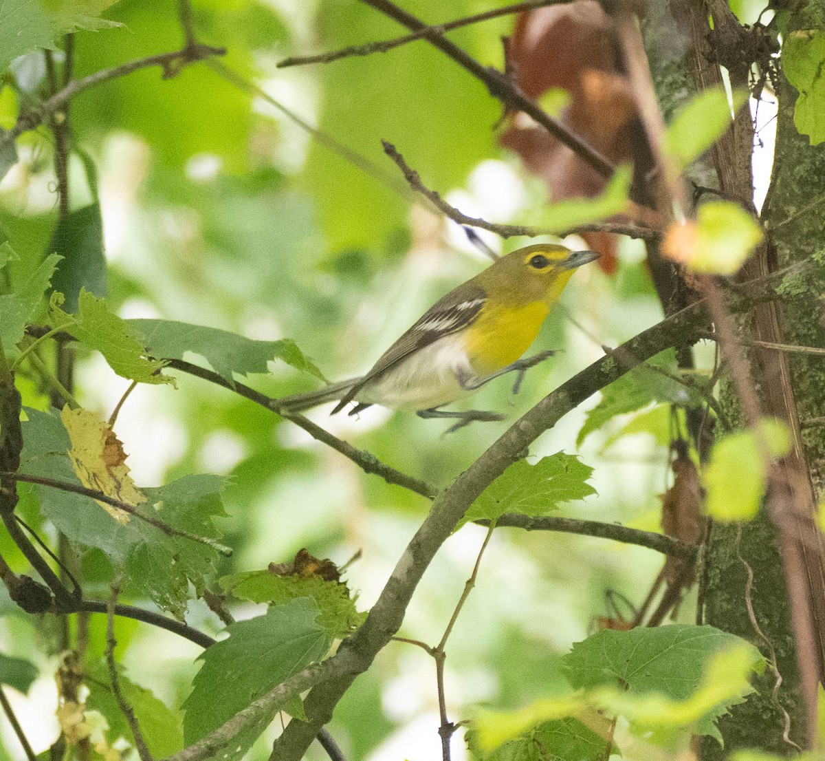 Yellow-throated Vireo - ML638069708
