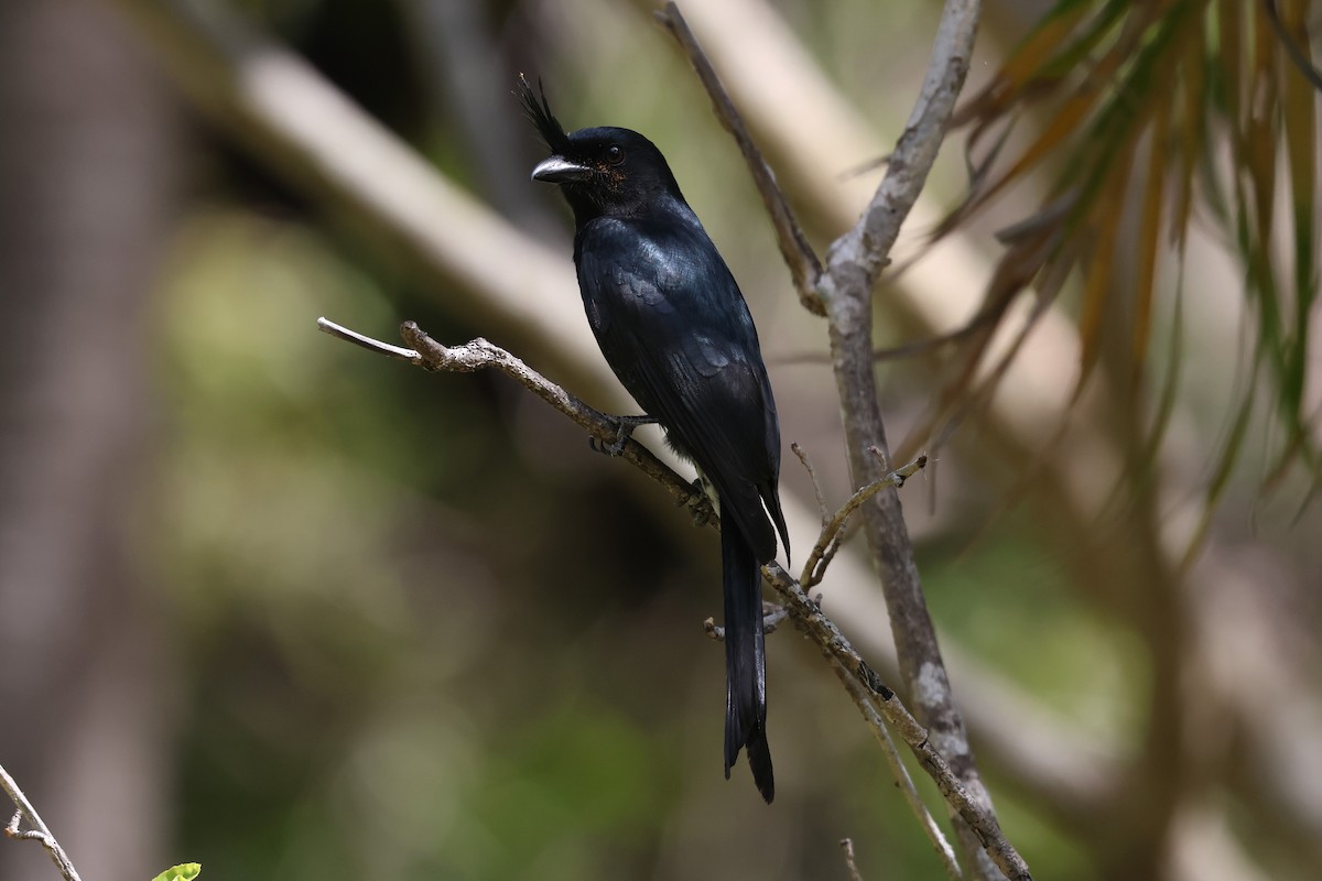 Crested Drongo - ML638069727