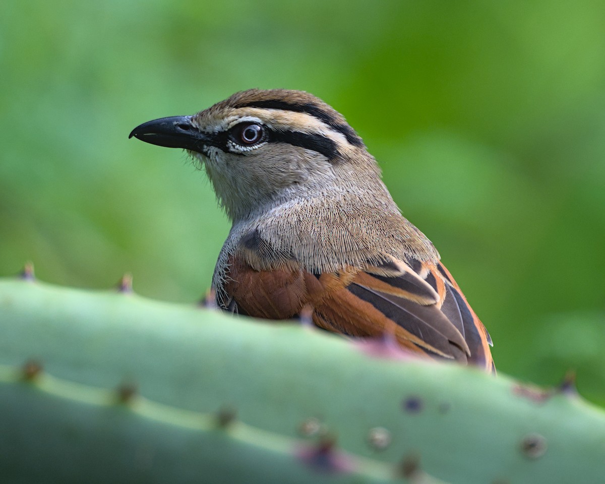 Brown-crowned Tchagra - ML638069736