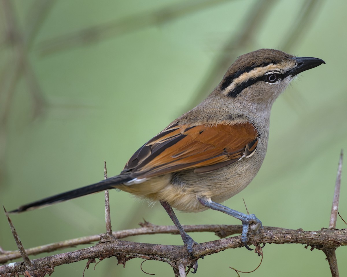 Brown-crowned Tchagra - ML638069737