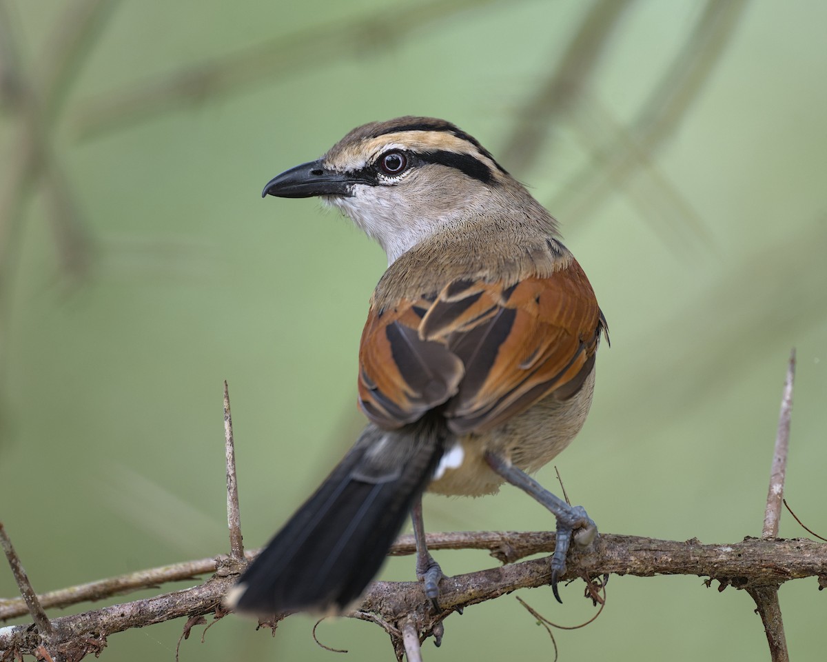 Brown-crowned Tchagra - ML638069738