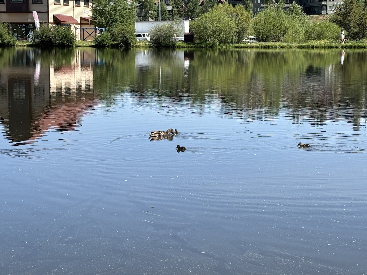 Basahatea - ML638069739