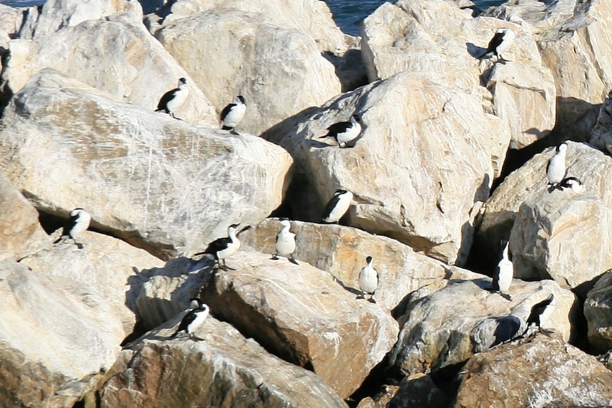 Little Pied Cormorant - ML638069745