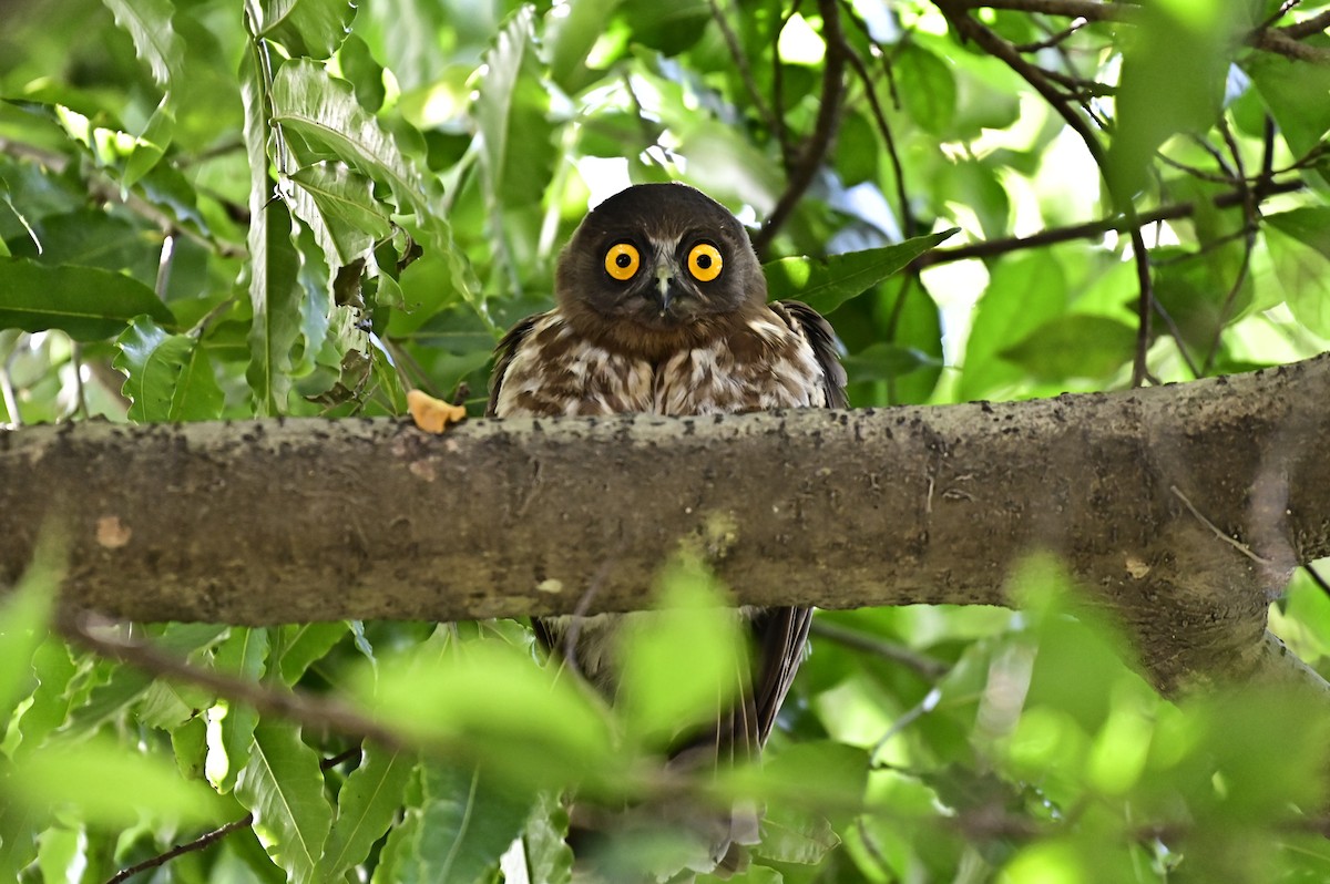 Brown Boobook - ML638069749
